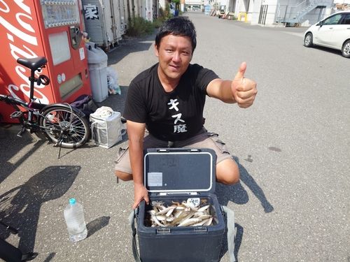 シロギスの釣果