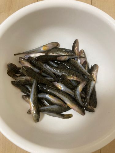 ハゼの釣果