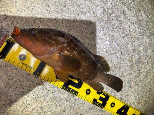 アコウの釣果
