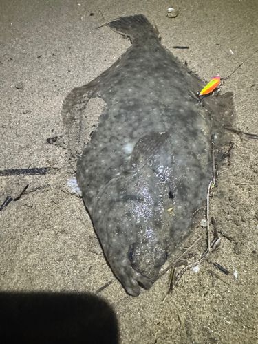 イシガレイの釣果