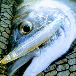 クロダイ