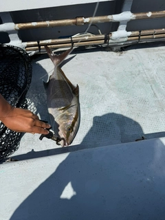 ヒレナガカンパチの釣果