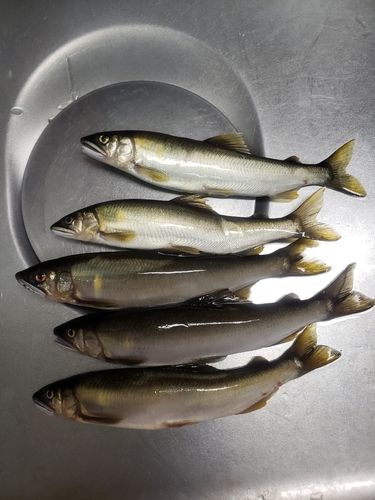 アユの釣果