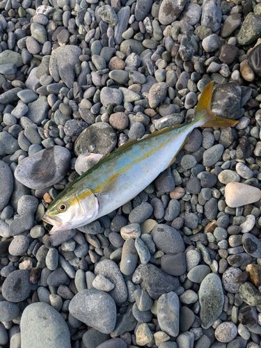 ワカシの釣果