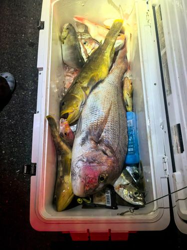 タイの釣果