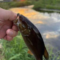 スモールマウスバス
