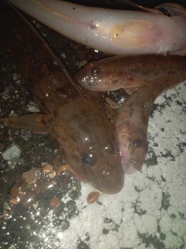 マハゼの釣果