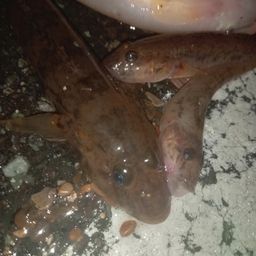 マハゼ
