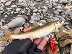 アユの釣果