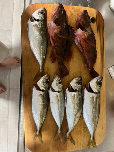 アジの釣果