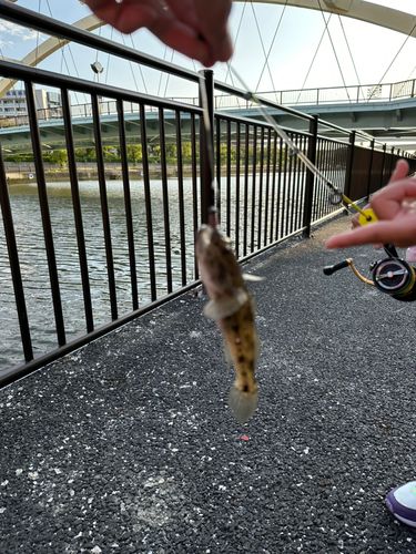 ハゼの釣果