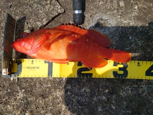 アカハタの釣果