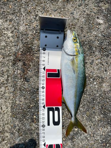 ツバスの釣果