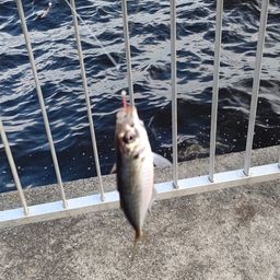 アジ