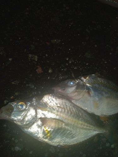シマヒイラギの釣果