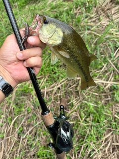ラージマウスバスの釣果