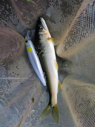 アユの釣果