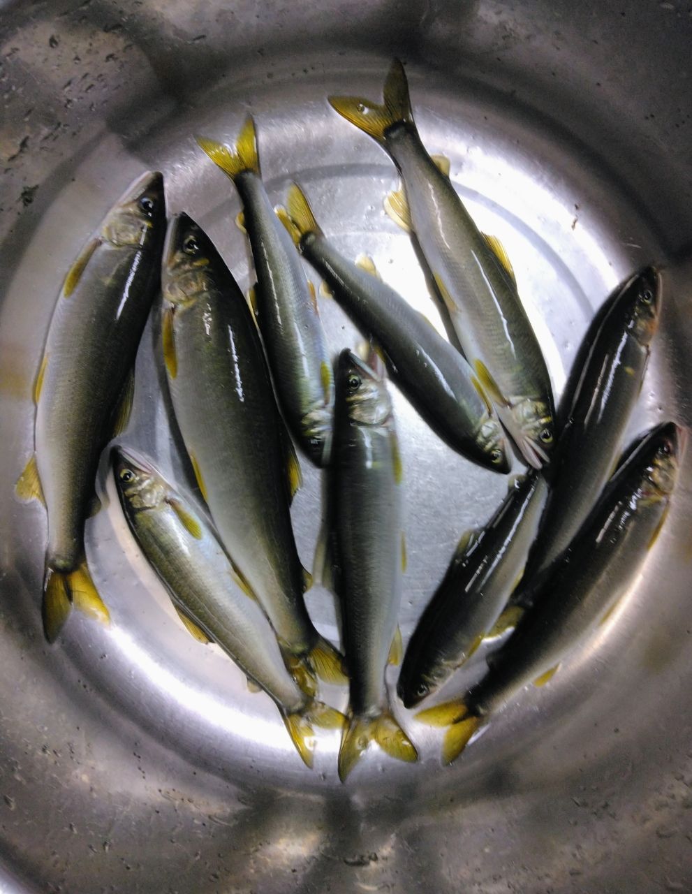 アユ