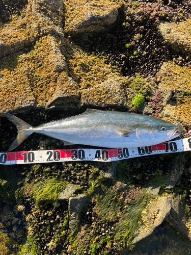 ハマチの釣果