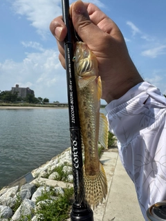 マハゼの釣果