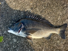 チヌの釣果