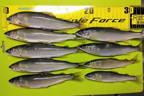 アユの釣果
