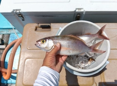ヒメダイの釣果