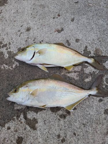 ショゴの釣果