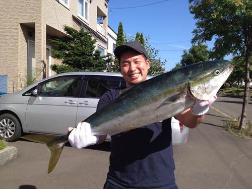 ブリの釣果