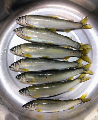 アユの釣果
