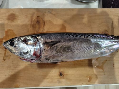 ソウダガツオの釣果