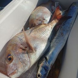 マダイ