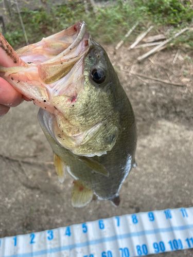 ラージマウスバスの釣果