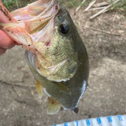 ラージマウスバス