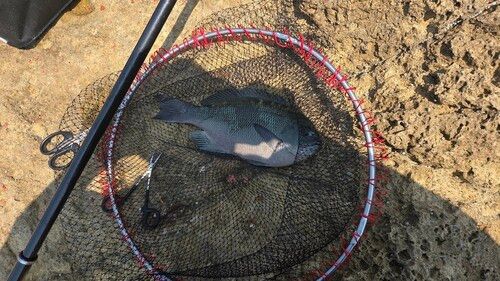 グレの釣果