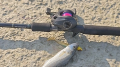 セイゴ(マルスズキ)の釣果