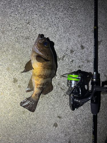 メバルの釣果