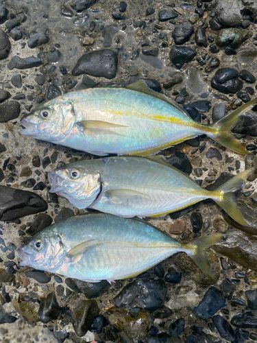 シマアジの釣果