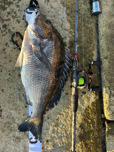 チヌの釣果