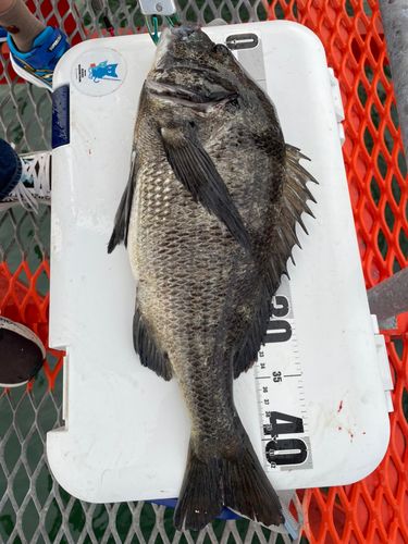 チヌの釣果