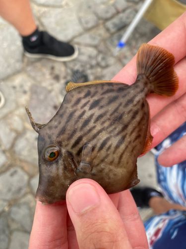 カワハギの釣果