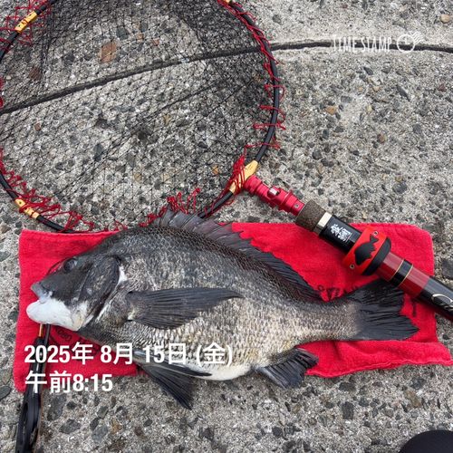 チヌの釣果