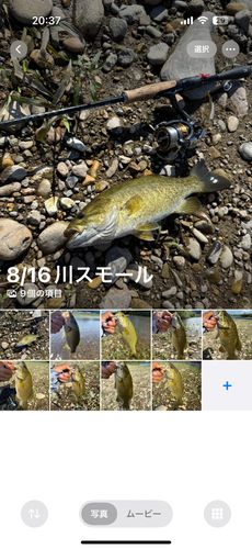 ブラックバスの釣果