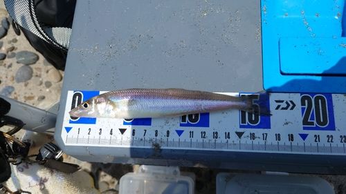 キスの釣果