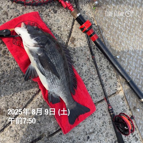 チヌの釣果