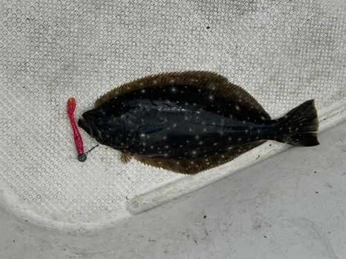 ヒラメの釣果