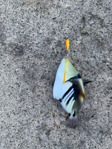 ムラサメモンガラの釣果