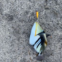 ムラサメモンガラ