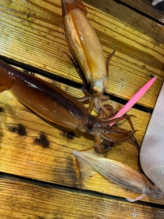 スルメイカの釣果