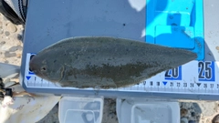 ウシノシタの釣果